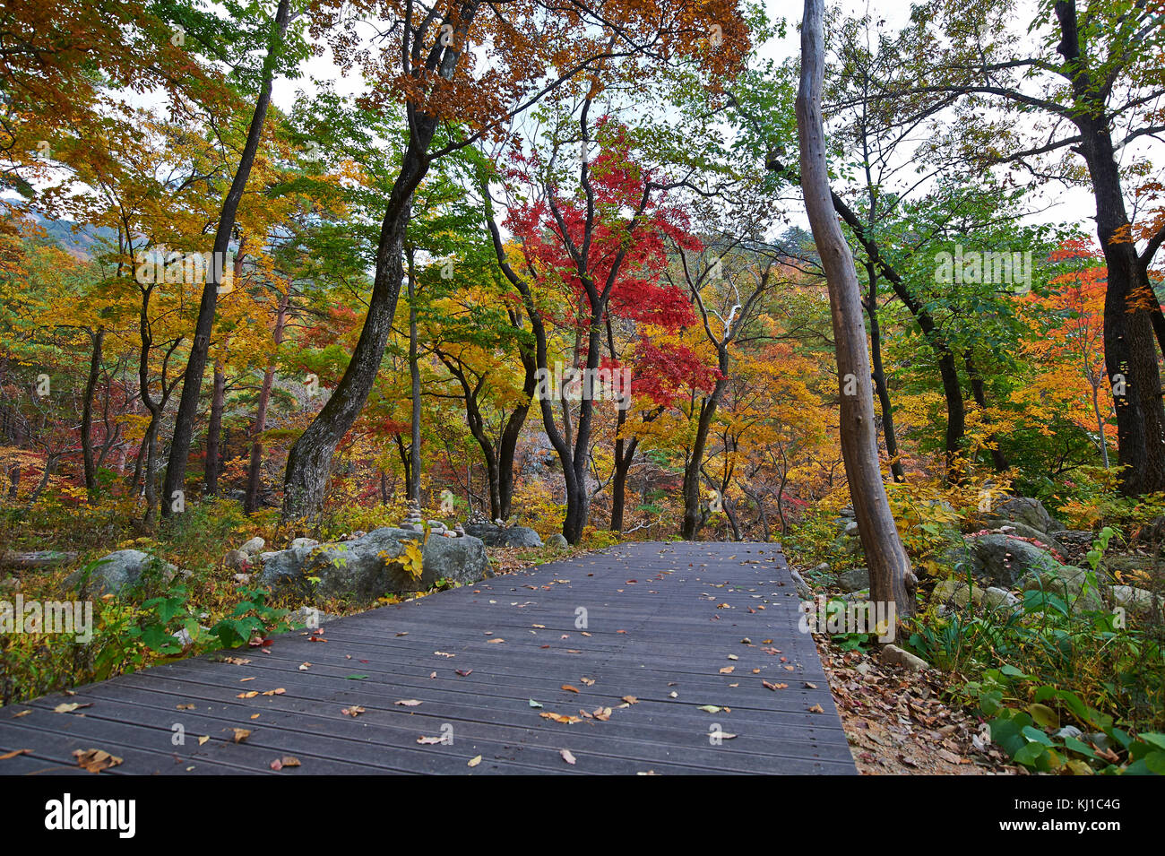 Magische Herbst Laub auf soraksan Nationalparks Stockfoto