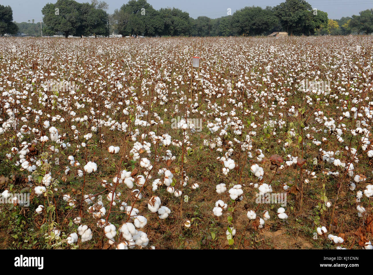 Gazipur, Bangladesch - November 20, 2017: Cotton Field in gazipur, in der Nähe von Dhaka, Bangladesch Bangladesch ist eines der größten Baumwolle Einführer in der wor Stockfoto