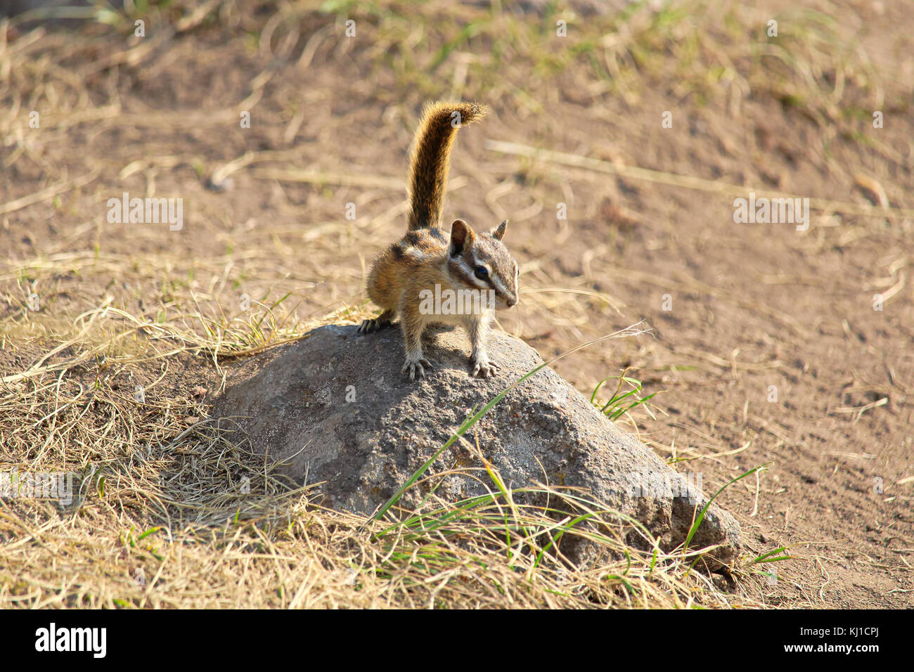Eine kleine zumindest Chipmunk sitzt auf einem Felsen. Stockfoto