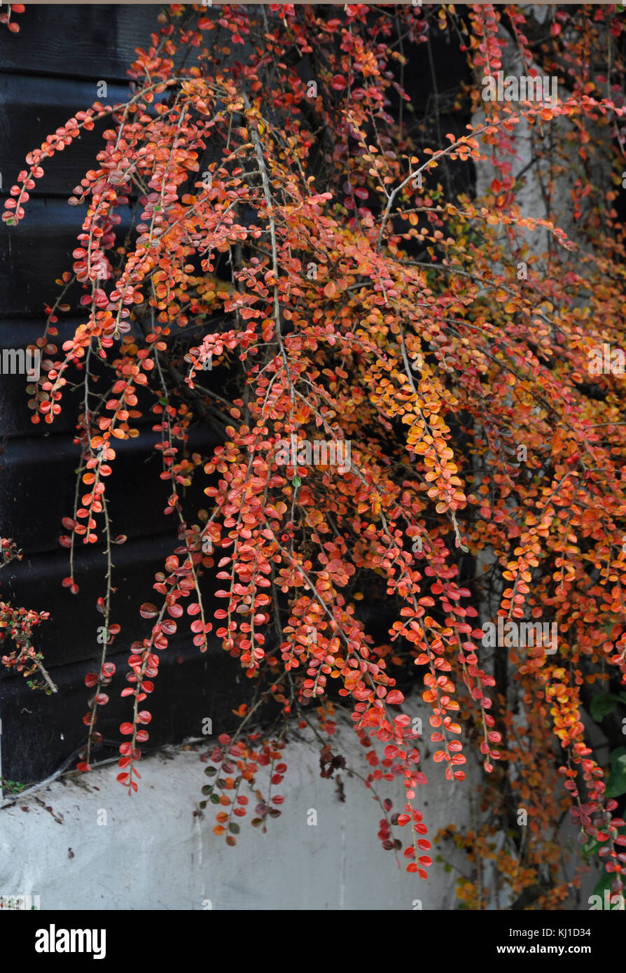 Cotoneaster horizontalis Blätter im Herbst Stockfoto