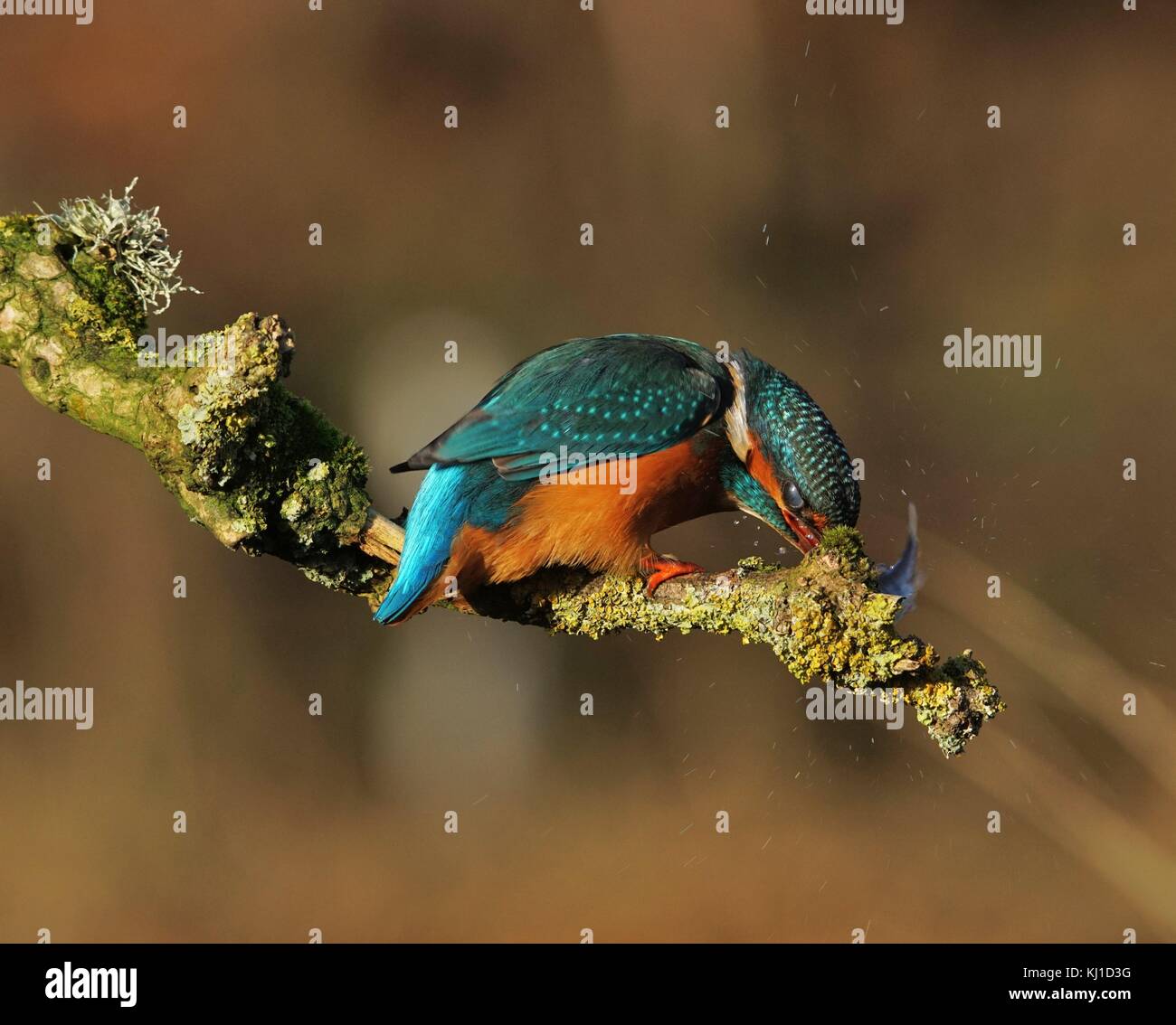 Headbangen Kingfisher Stockfoto