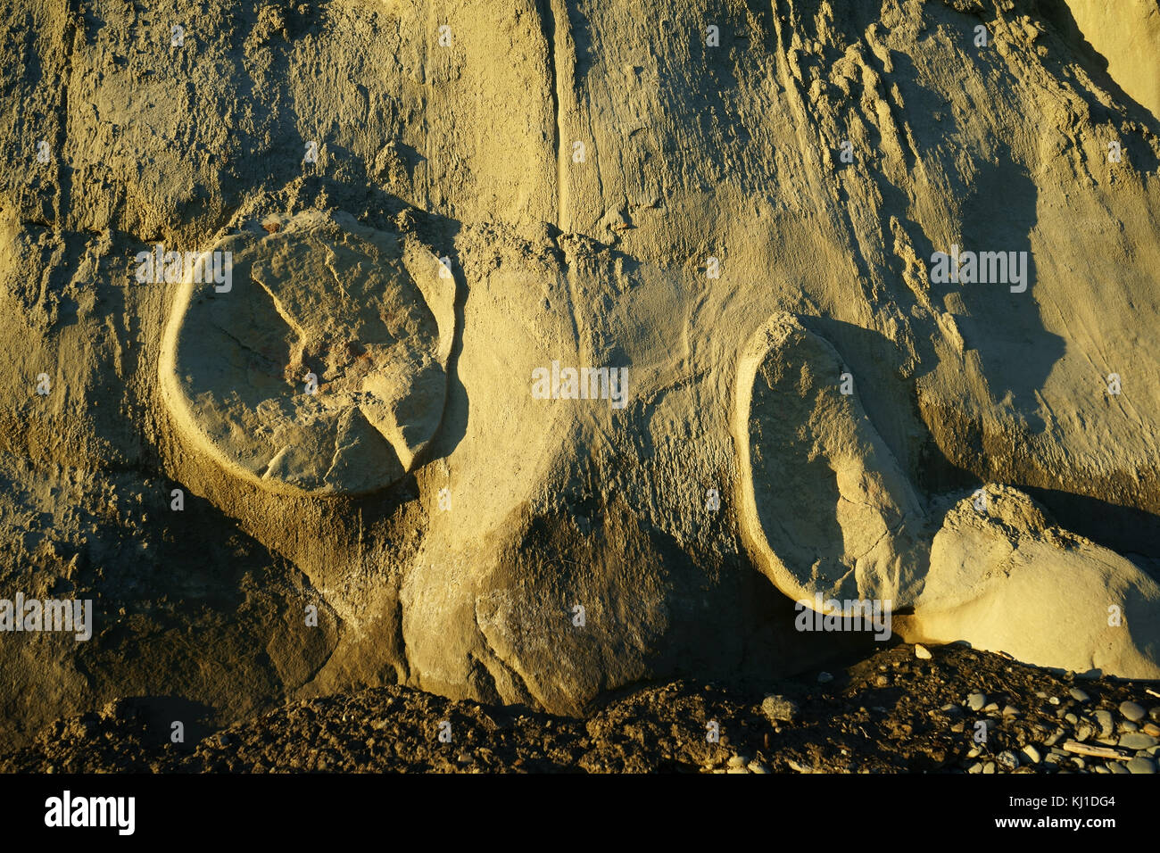 Sandstein Boulder eingehüllt in Clay Cliff von Wellen aus Kachemakl Bay erodiert, Kenai Halbinsel, Homer, Alska Stockfoto