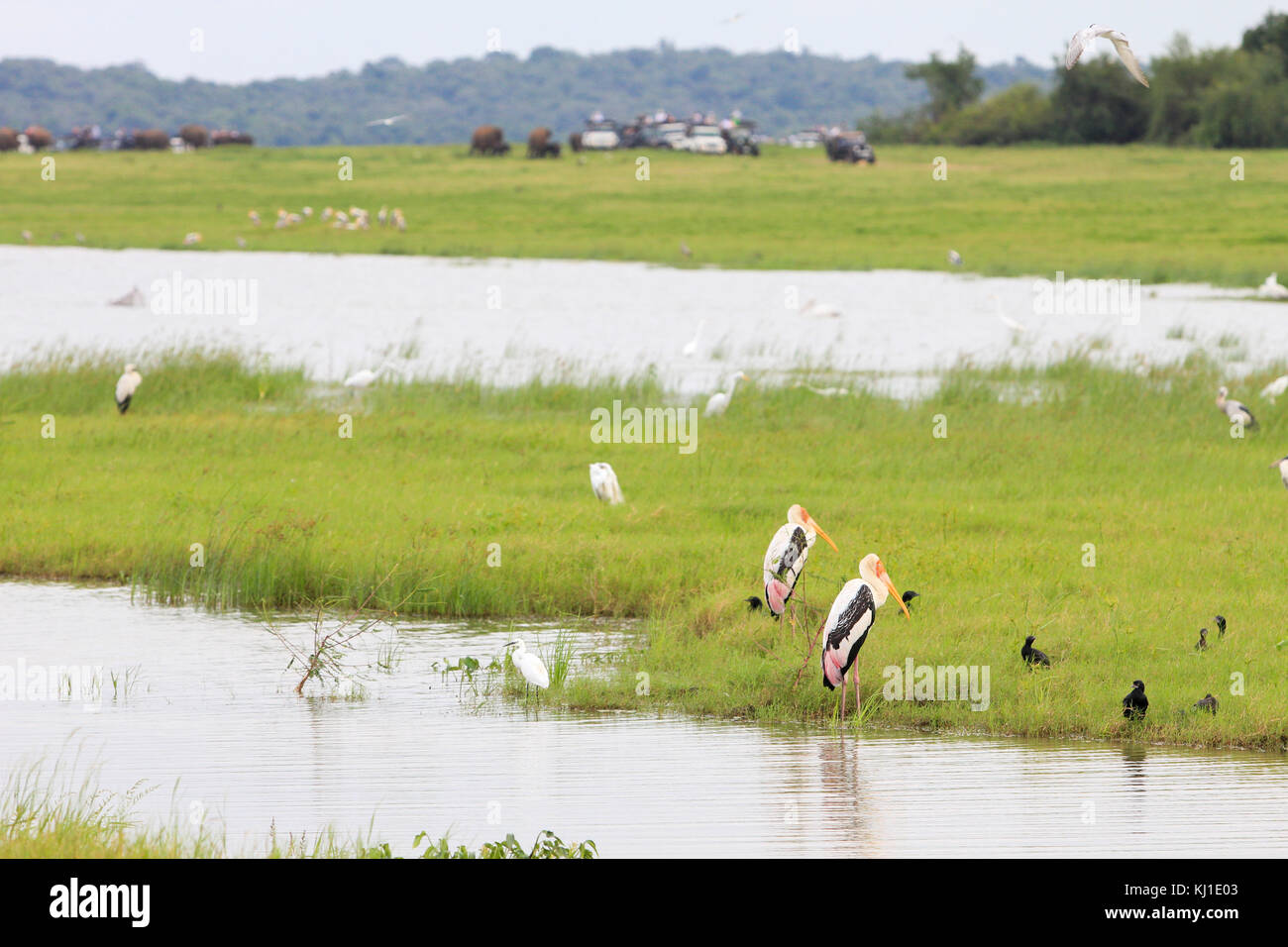 Querformat der gemalten Storch Vögel an einem See, mit Elefanten und Safari Jeeps im Hintergrund, während eine Sri Lankan Safari Abenteuer. Stockfoto