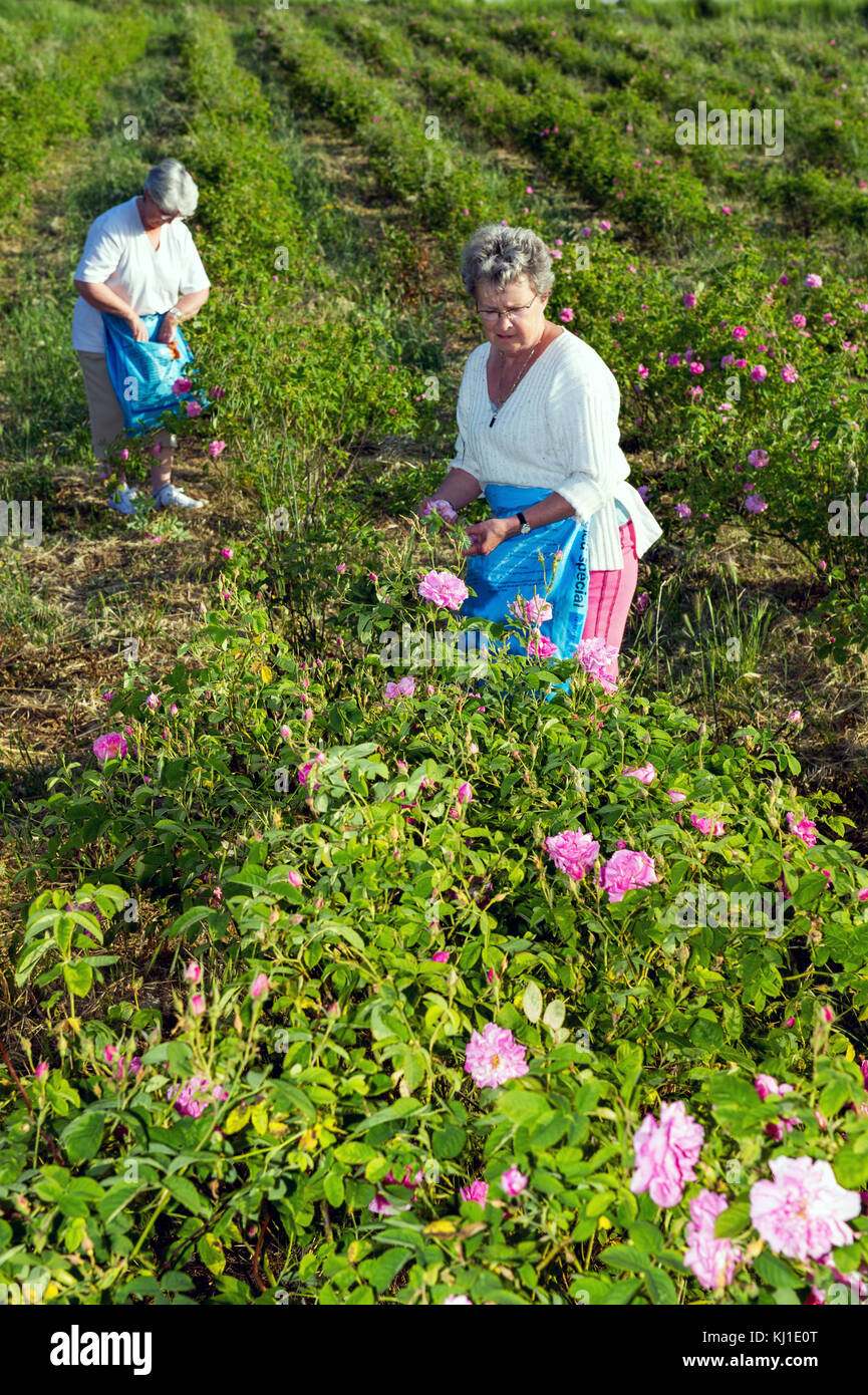 Europa, Frankreich, Var, Fayence. Blumen pflücken für Parfümerie. Mai Rose (Rosa centifolia). Stockfoto