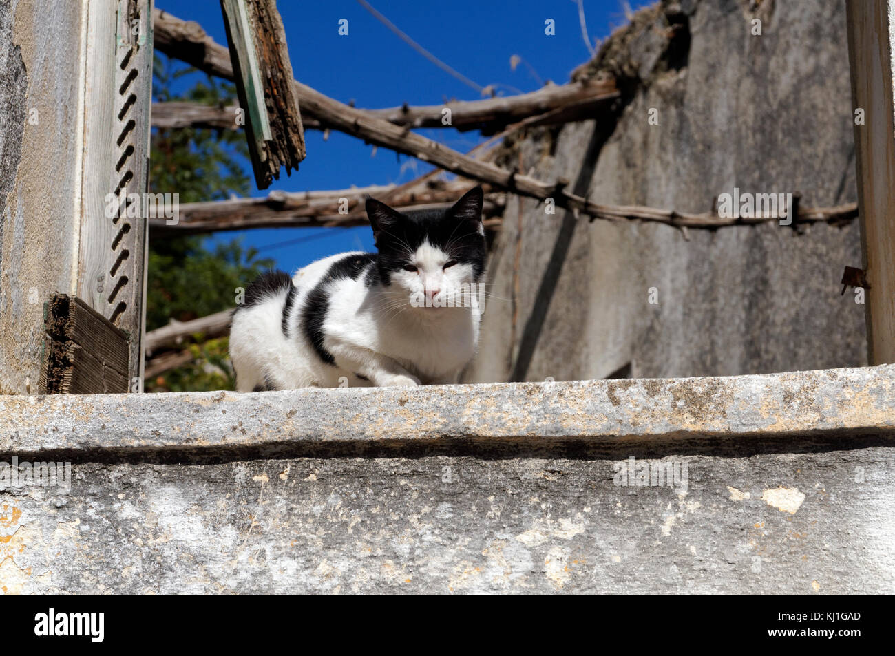 Griechische Katze auf Fensterbank heruntergekommener Gebäude, Archangelos, Rhodos, Dodekanes, Griechenland. Stockfoto