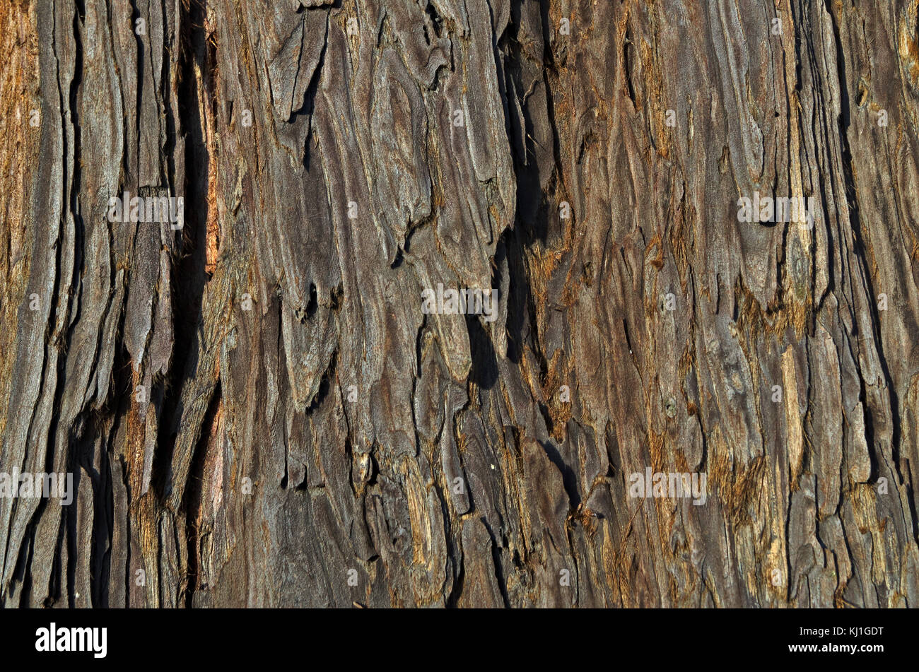 Spanische tanne Rohstoff Holz Textur. abies Pinsapo. Castelo de Vide, Portugal Stockfoto