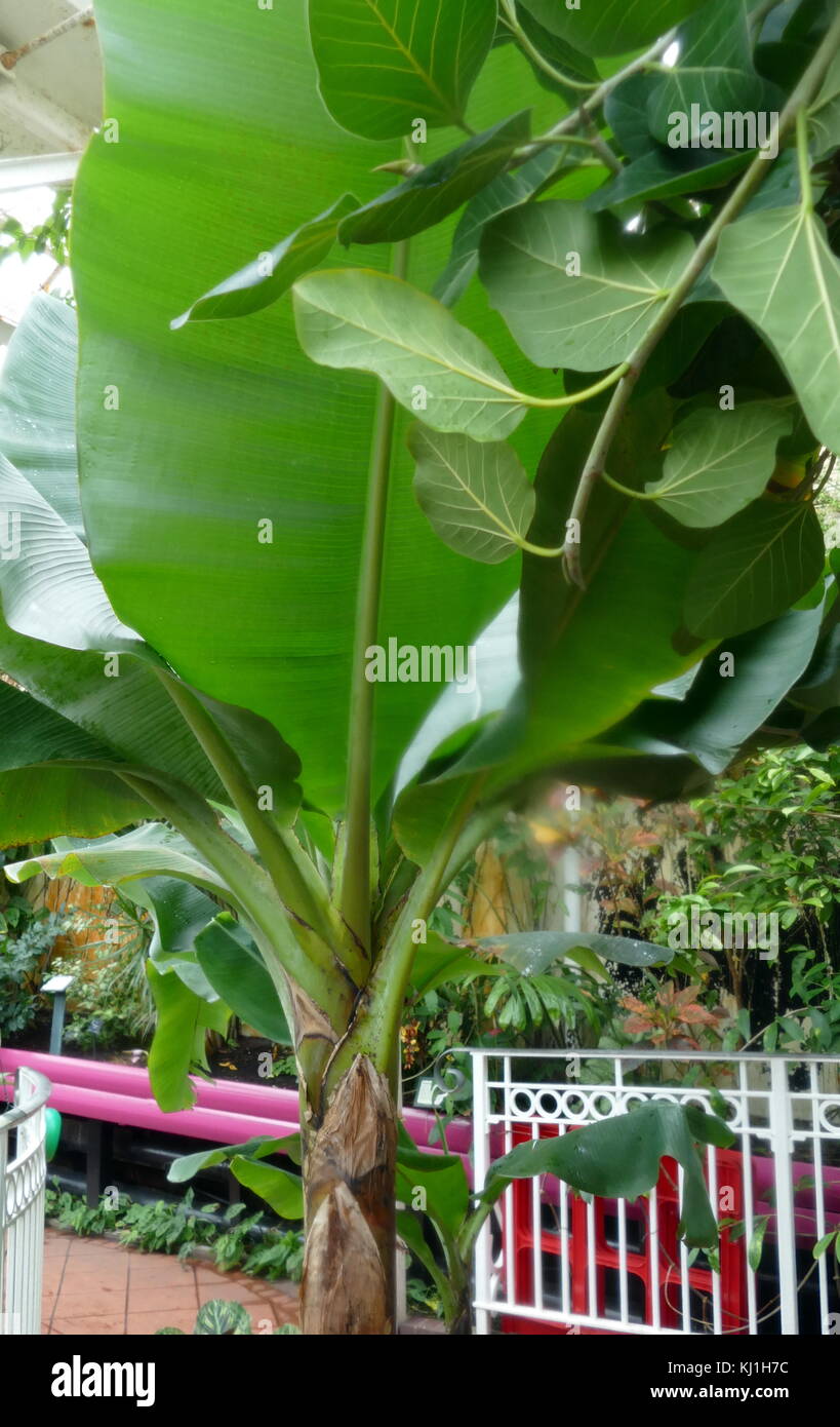 Banane Pflanze von den Kanarischen Inseln. Die Banane ist eine essbare Frucht - botanisch gesehen eine Beere, produziert durch mehrere Arten von großen Krautigen Blütenpflanzen in der Gattung Musa. In einigen Ländern, Bananen für das Kochen genannt werden die kochbananen werden verwendet, im Gegensatz zu den dessertbananen. Die Frucht ist variabel in der Größe, Farbe und Härte, sondern ist in der Regel länglich und gebogen, mit weichem Fleisch reich an Stärke Stockfoto