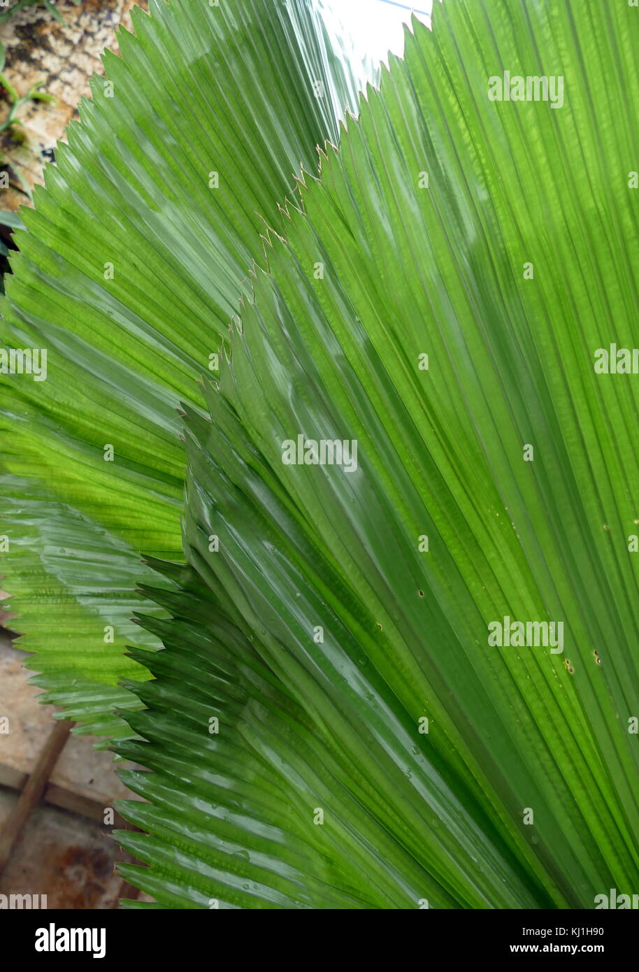 Licuala grandis, die GEKRÄUSELTEN Fan Palm, Vanuatu Fan Palm oder Palas Palm ist eine Pflanzenart aus der Gattung der Palme in der arecaceae Familie, beheimatet in Vanuatu, ein Inselstaat im Pazifik. Stockfoto