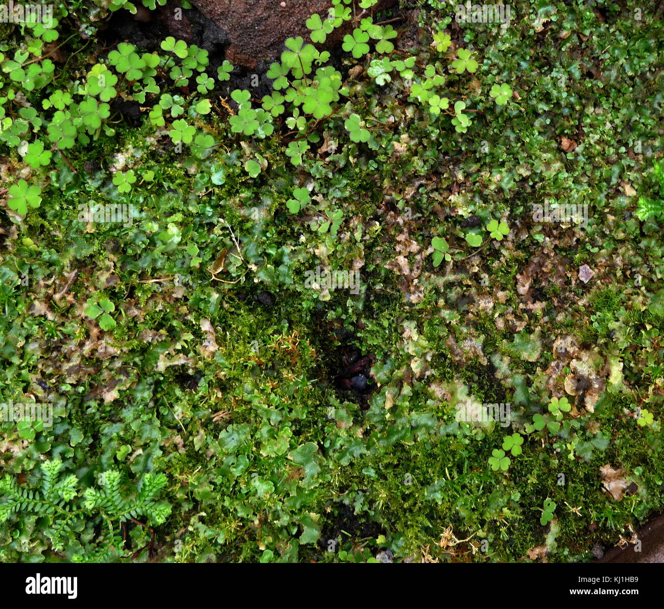 Lebenszyklus der pflanze Fotos und Bildmaterial in hoher Auflösung