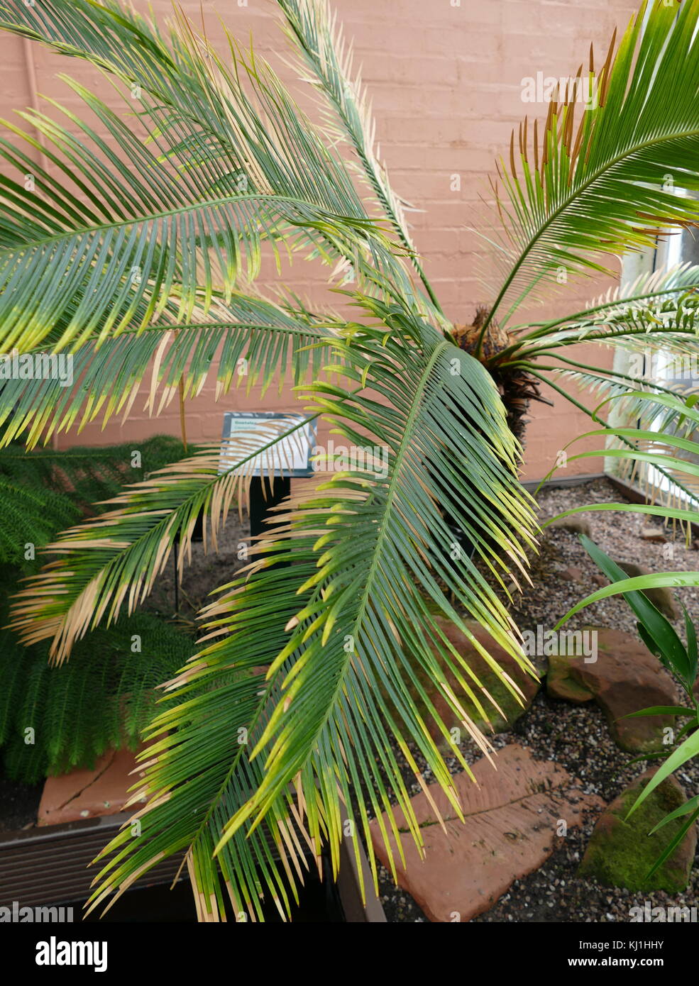 Palmfarne sind Samen Pflanzen mit einer langen fossilen Geschichte. Sie haben in der Regel eine stout und Woody (Holzigen) Trunk mit einer Krone von großen, hart und steif, immergrüne Blätter. Sie haben in der Regel gefiederten Blättern. Die einzelnen Pflanzen sind entweder alle männlichen und weiblichen (Zweihäusig). Palmfarne variieren in der Größe, mit einigen Exemplaren bekannt, so viel wie 1.000 Jahre alt Stockfoto