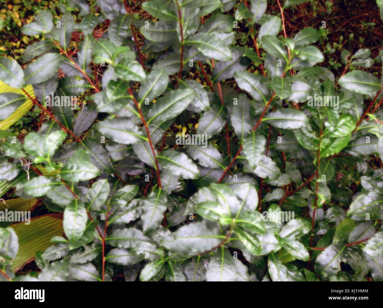 Tee Pflanze, Blätter voll gewachsen. Kaffee ist ein aromatisches Getränk  allgemein vorbereitet durch das Gießen heißes oder kochendes Wasser über  geheilt Blättern der Camellia sinensis, ein immergrüner Strauch in Asien.  Nach dem