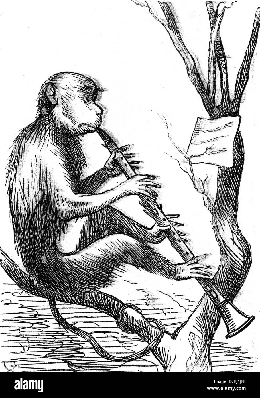 Cartoon mit der Darstellung eines Affen lernen, wie die Klarinette zu spielen. Vom 19. Jahrhundert Stockfoto
