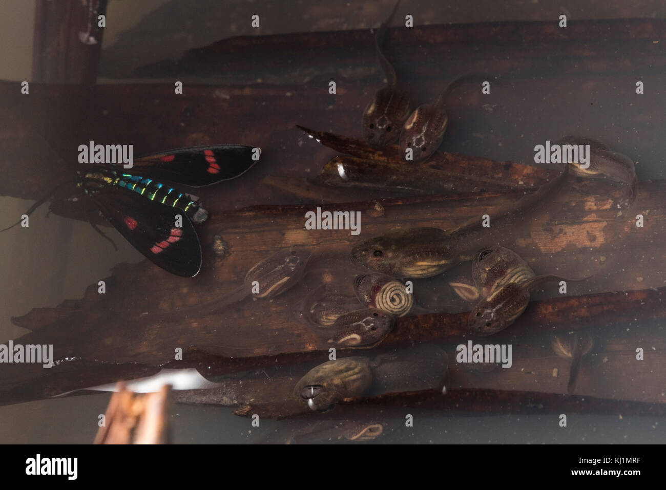 Irgendeine Art von Motten schwimmend an der Oberfläche nach dem Ertrinken und eine Schule der Kaulquappen suchen nach Nahrung. Stockfoto