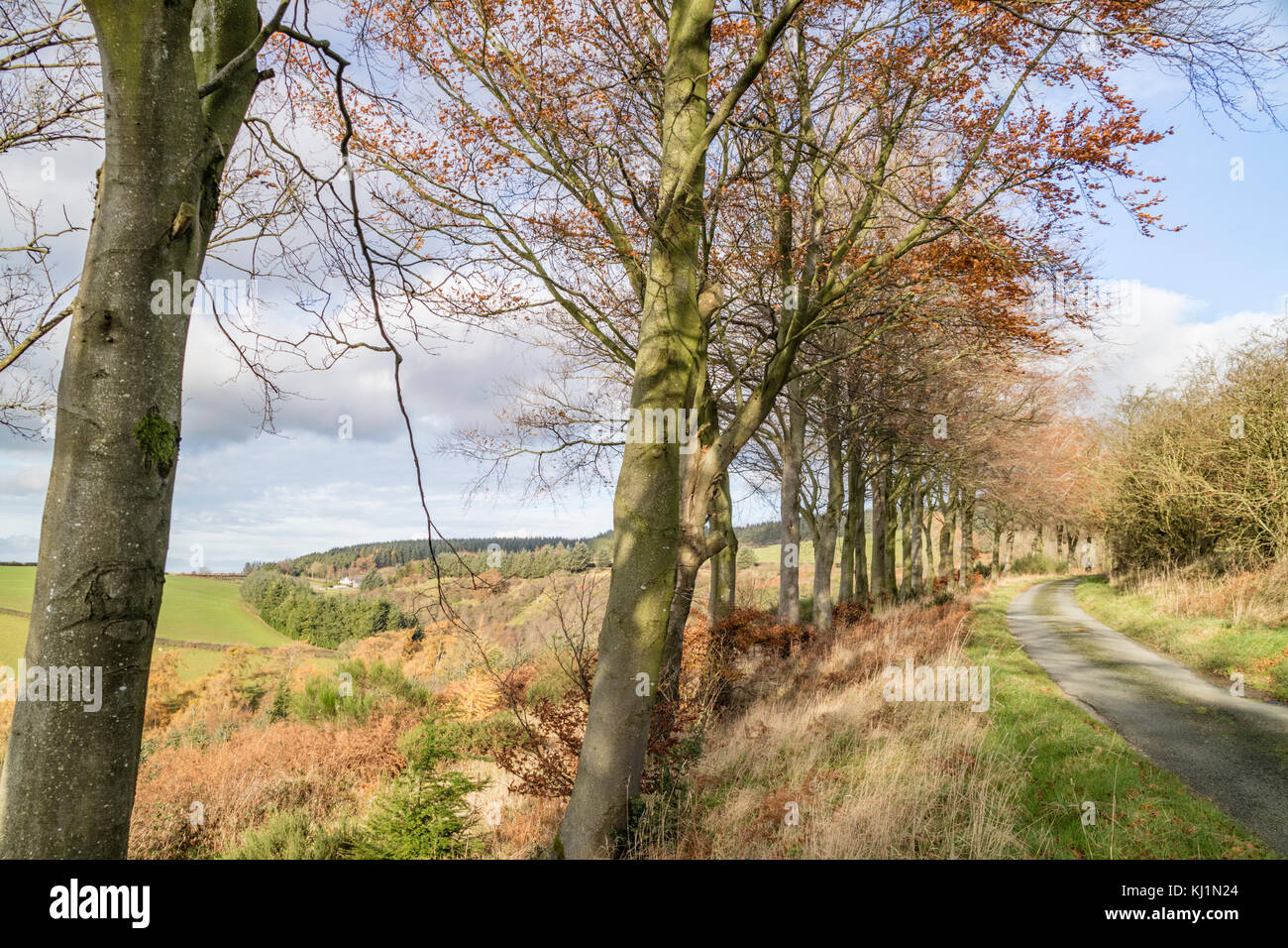 Walisischen Grenze Land in der Nähe der kleinen ländlichen Stadt Clun, Shropshire, England, Großbritannien Stockfoto