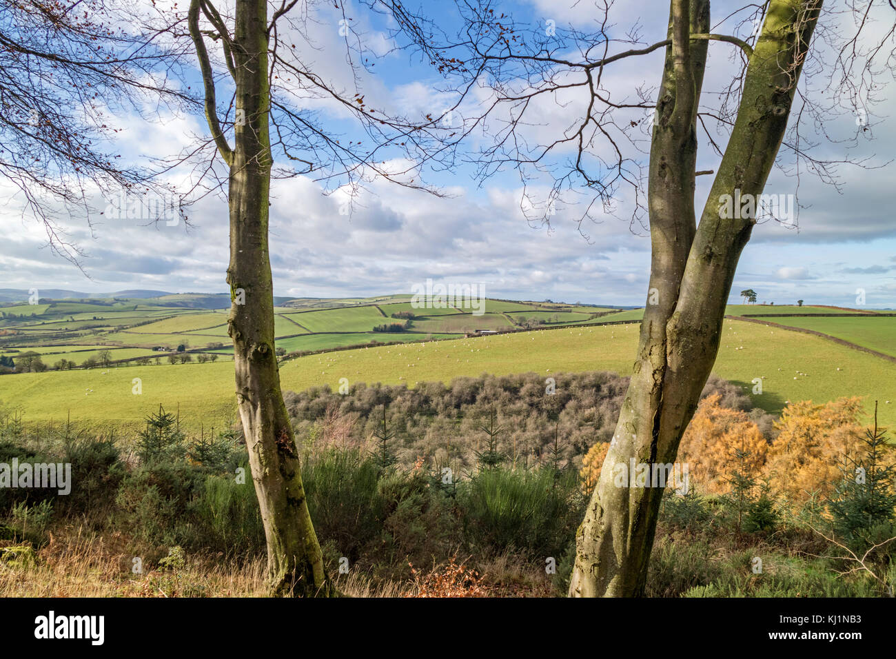 Walisischen Grenze Land in der Nähe der kleinen ländlichen Stadt Clun, Shropshire, England, Großbritannien Stockfoto