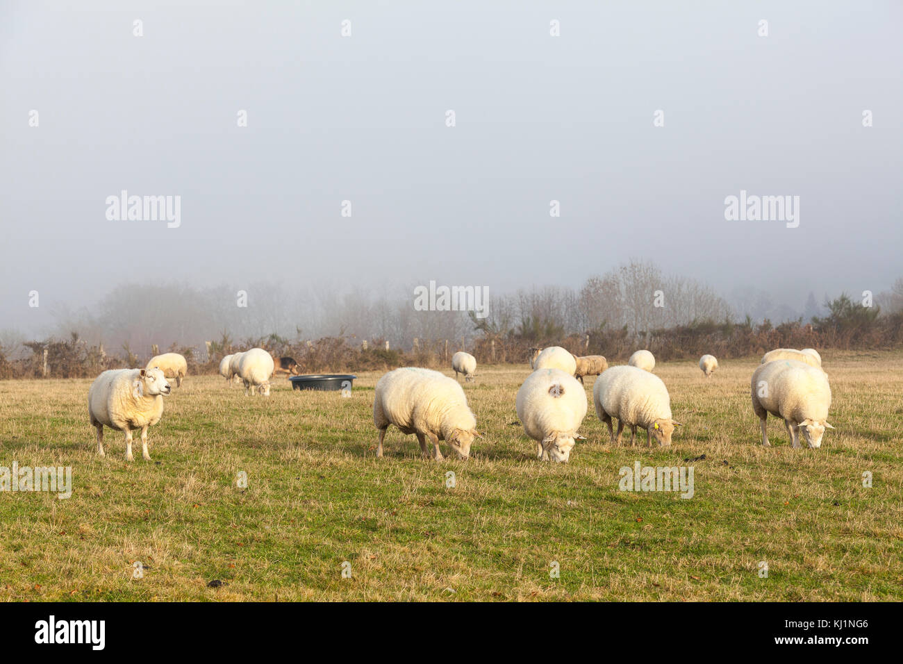 Herde von Schafen mit Woolly fleece Beweidung in Nebel im Winter auf der Weide in warmes Abendlicht Stockfoto