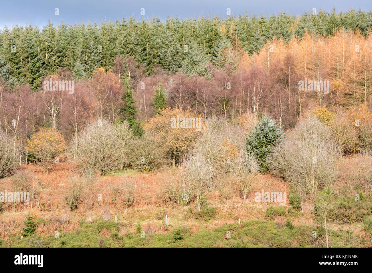 Herbst in einem Mischwald an der Walisischen/Englisch Grenzen, Wales, Großbritannien Stockfoto