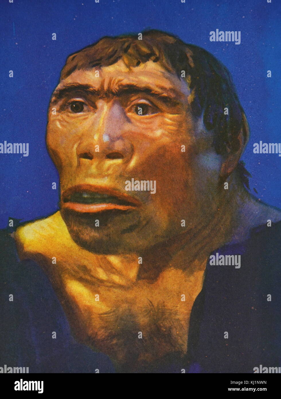 Farbe Rekonstruktion eines Java Mann. Vom 20. Jahrhundert Stockfoto