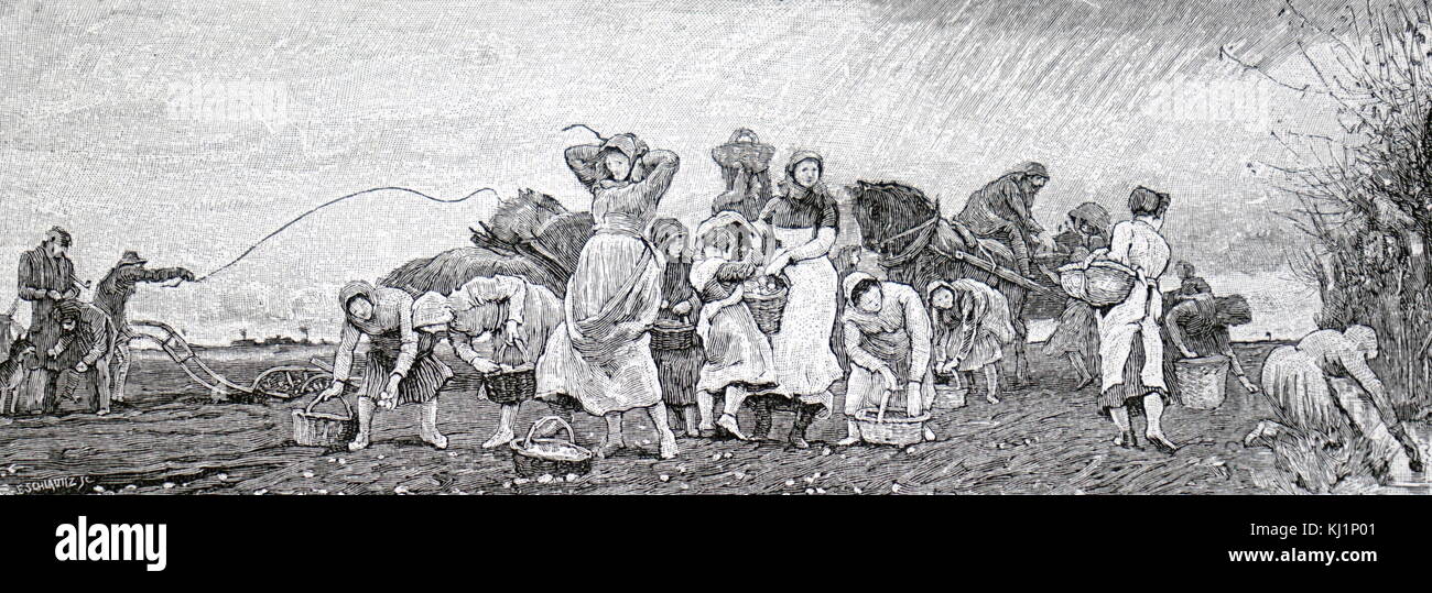 Gravur, eine Bande von Frauen potato Picking im Venn. Vom 19. Jahrhundert Stockfoto