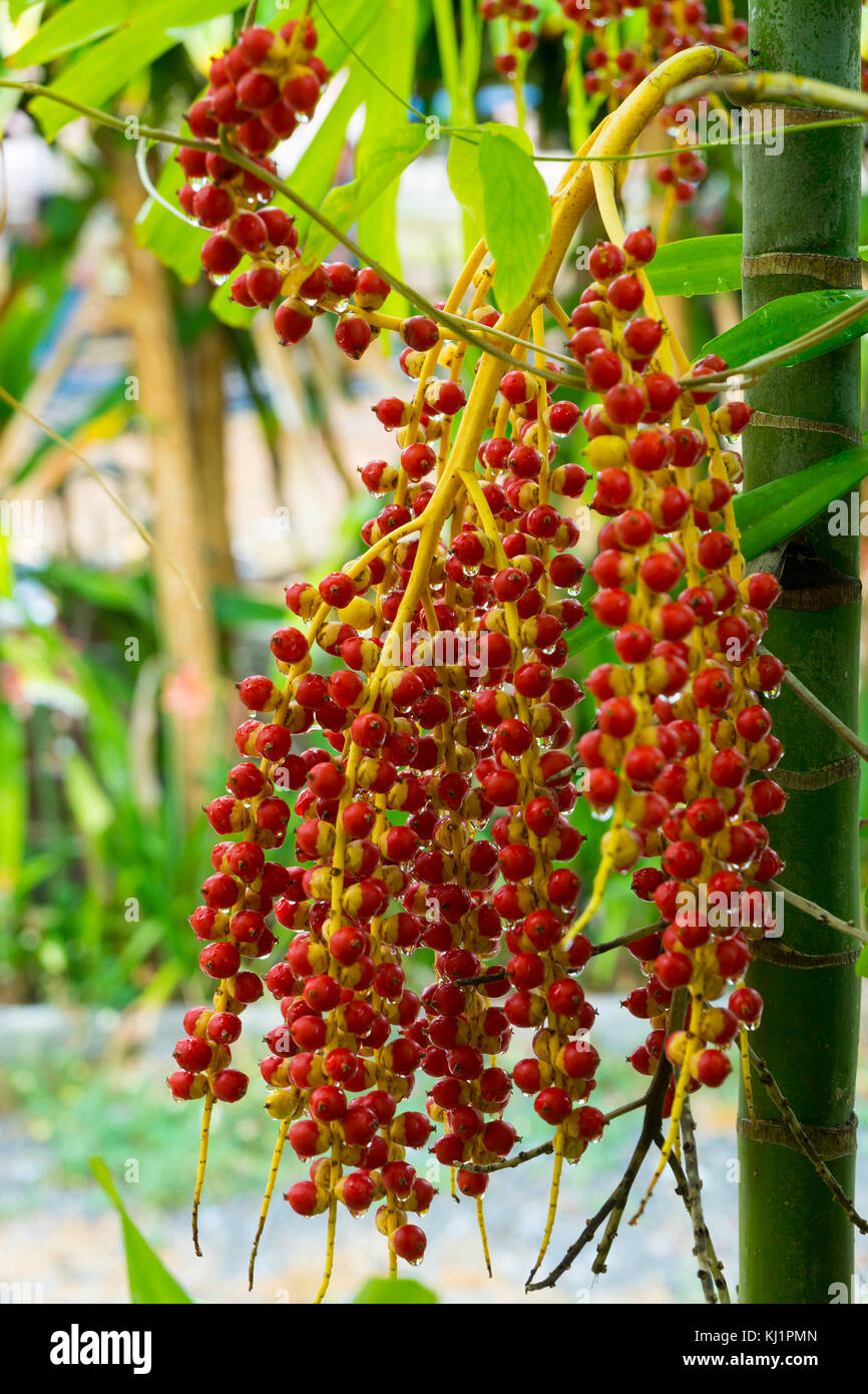 Von tropischen Palmen Früchte rote Beeren Stockfoto