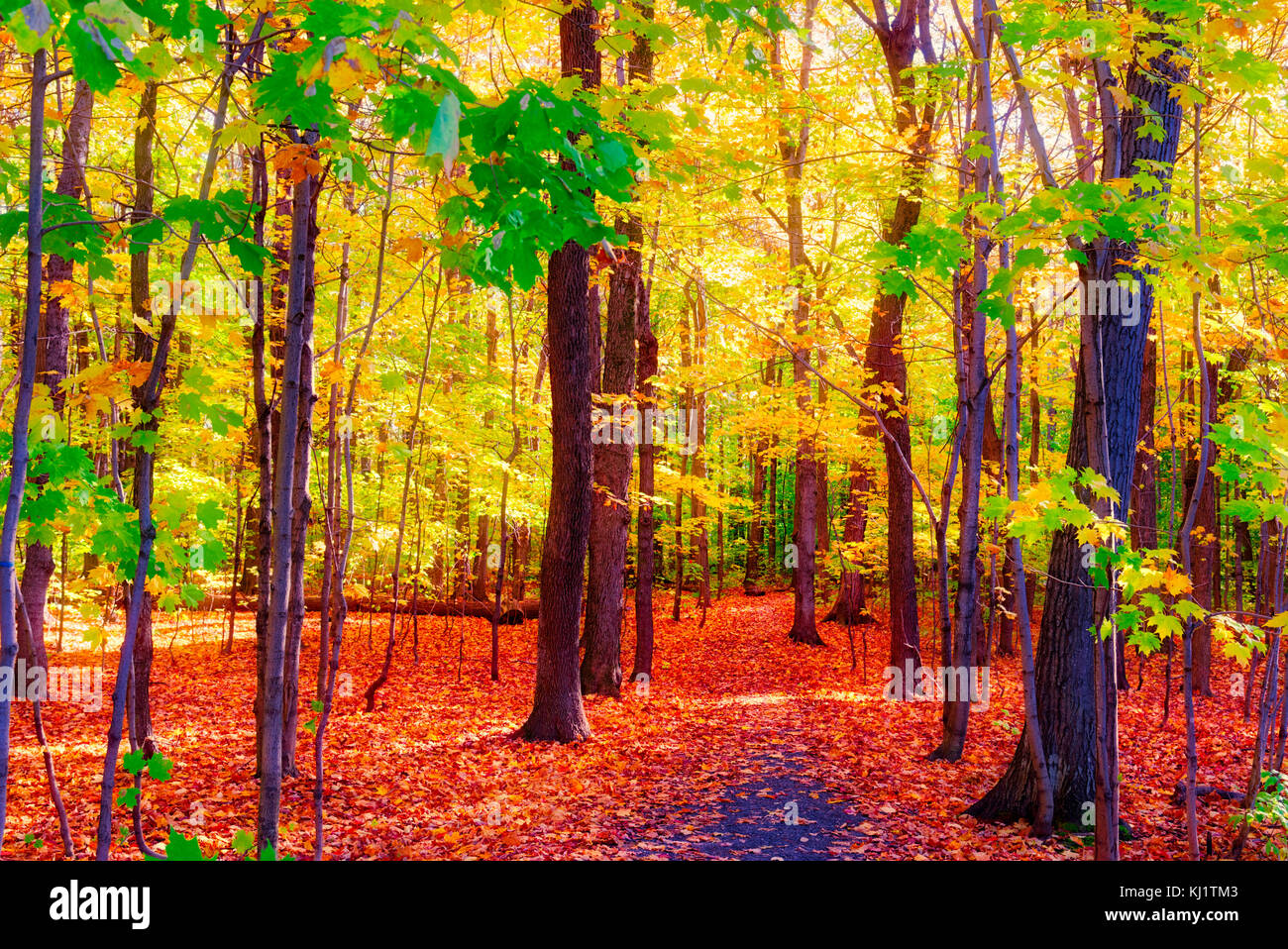 Blätter im Herbst in einem Holz in Quebec City, Kanada Stockfoto