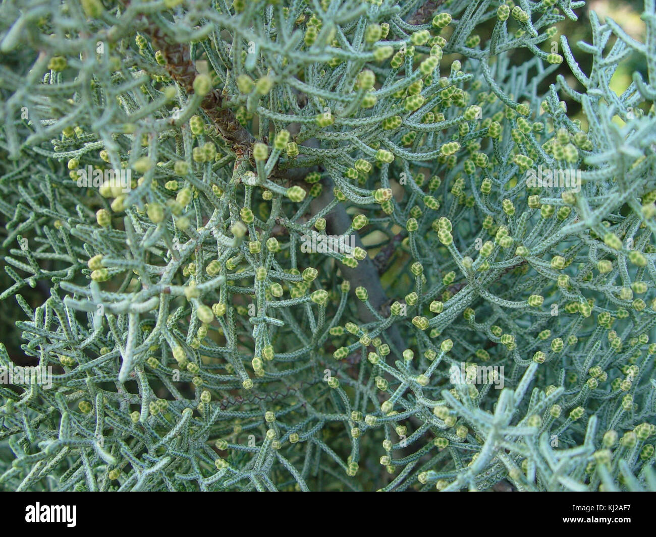 Pollen Kegel auf Cupressus glabra Stockfoto