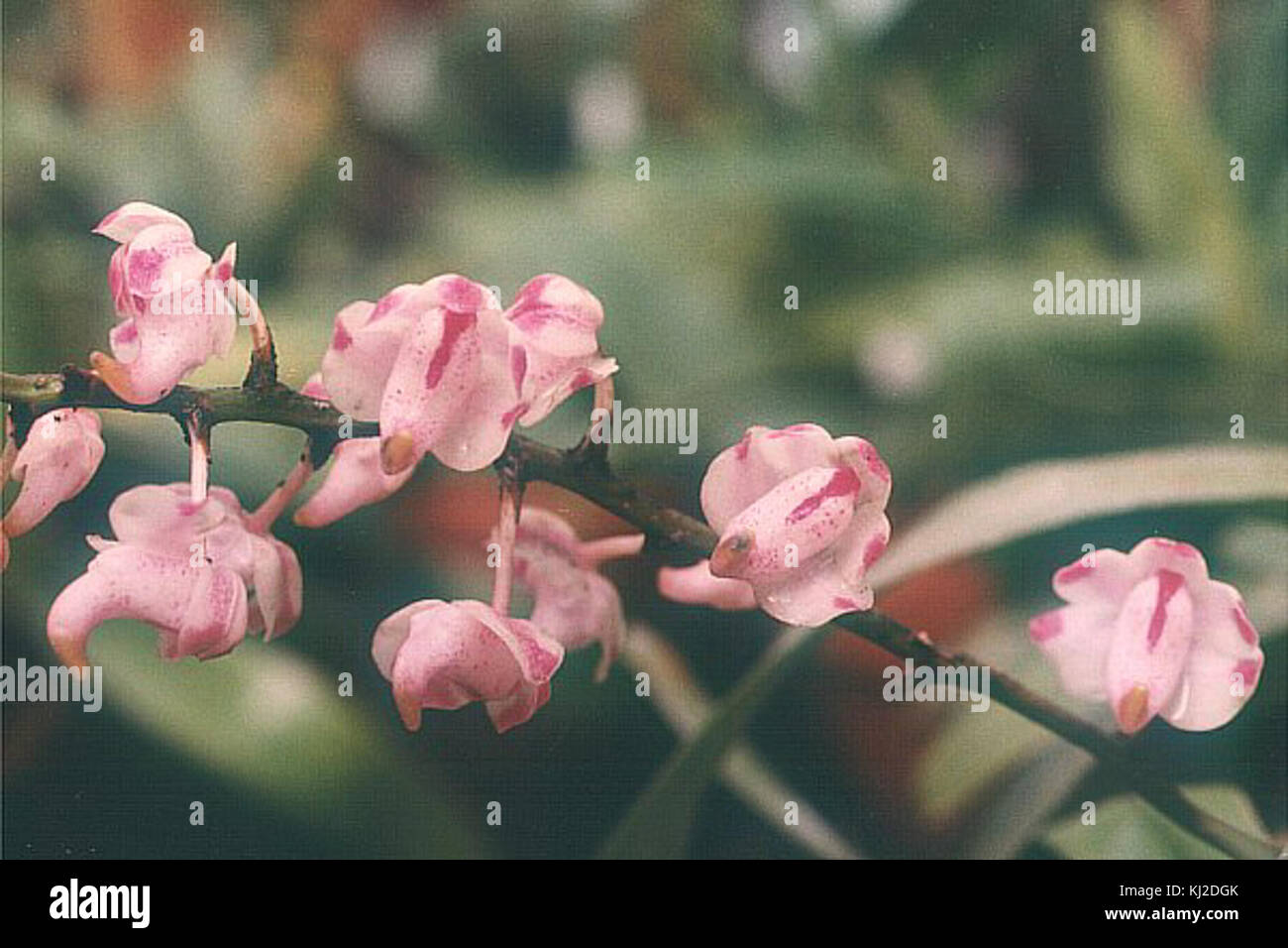 Aerides odorata 0 Stockfoto