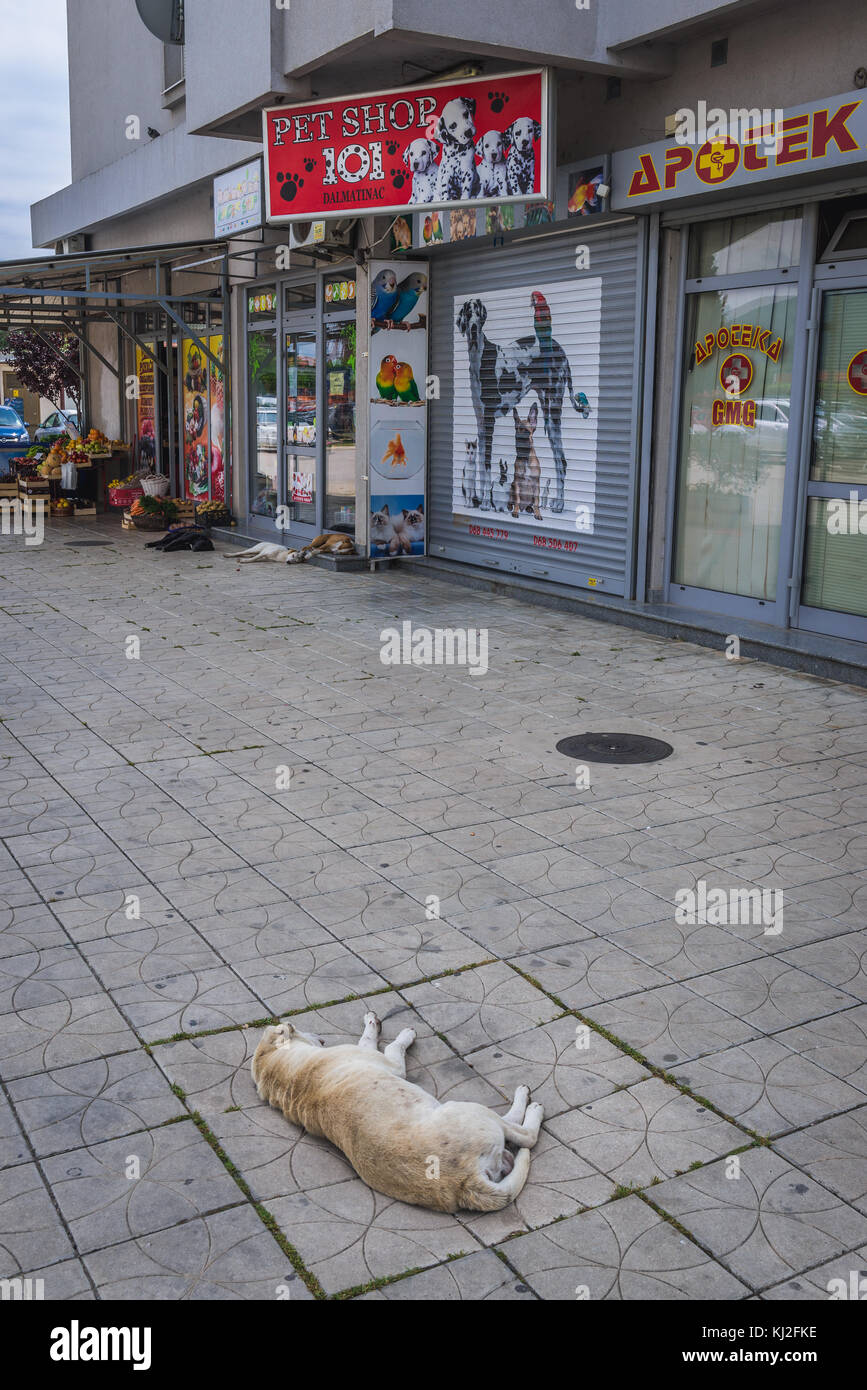 Streunende Hunde vor dem Tiergeschäft in Bar Küstenstadt im Süden Montenegros Stockfoto