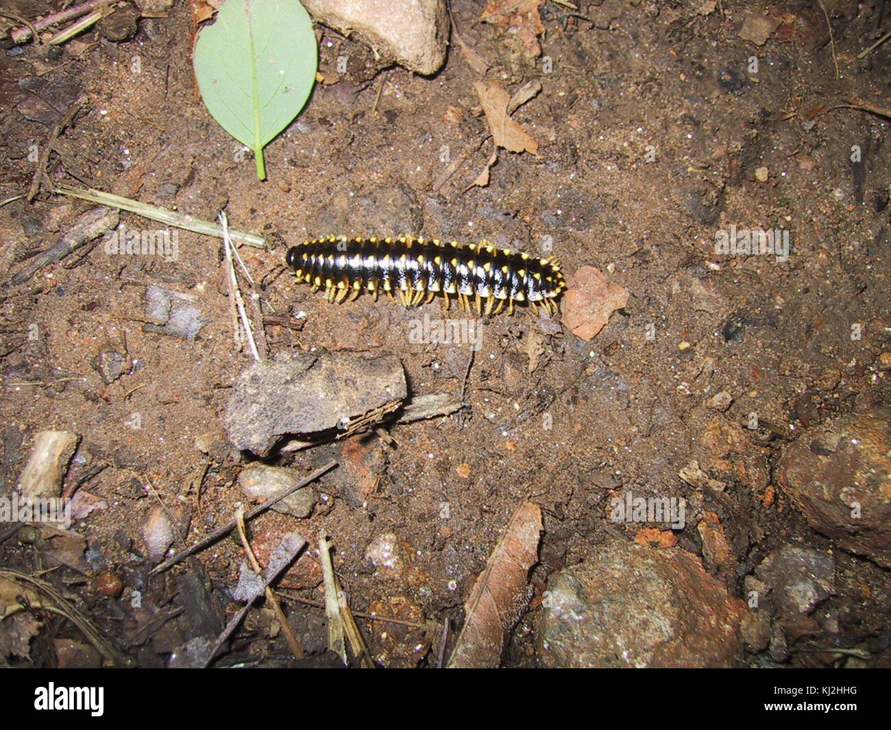 Insekten Tausendfüßler Stockfoto