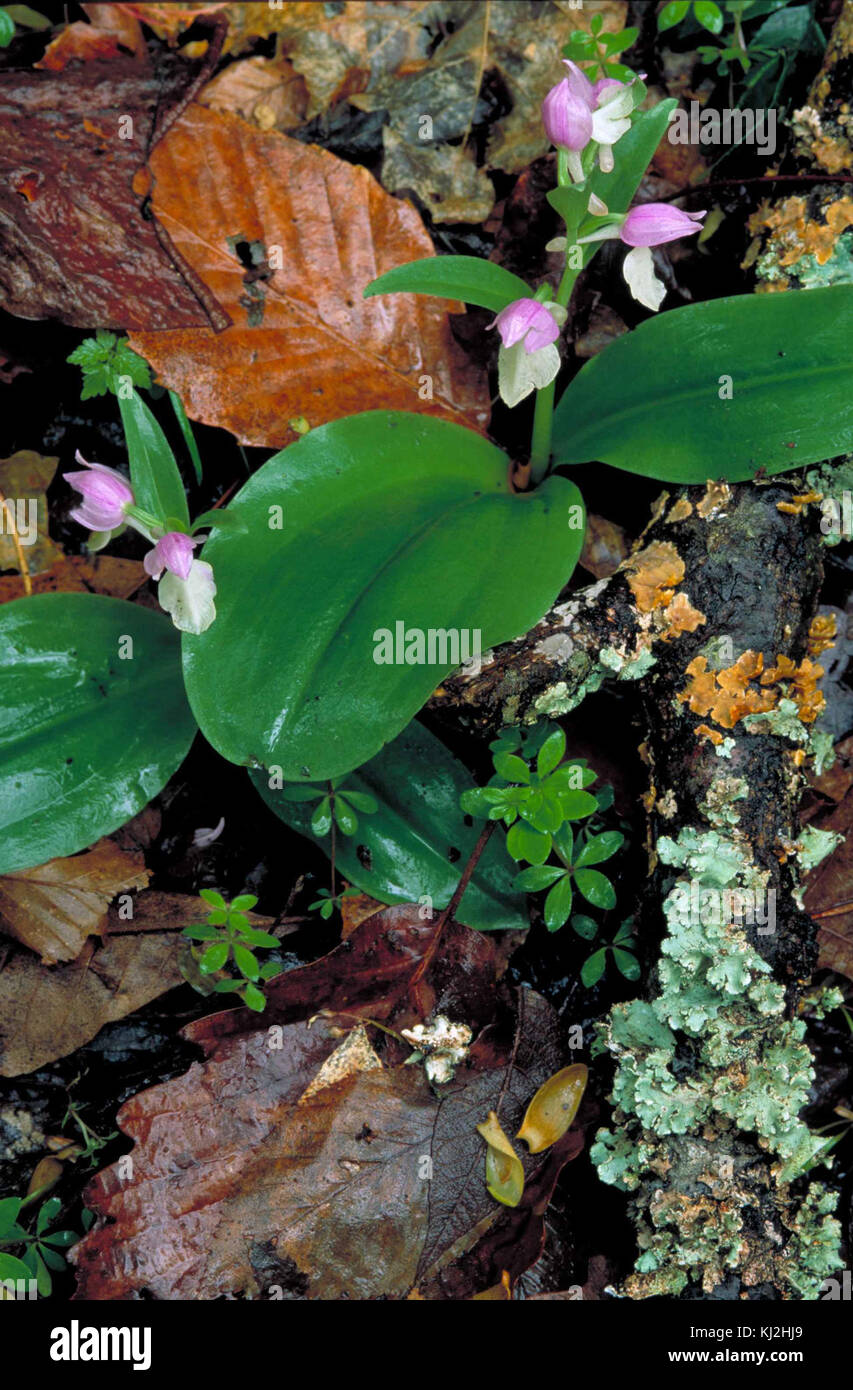 Rosa und weiße Orchidee blüht an den Gurtschlössern der basalen Blätter Pflanzen Stockfoto