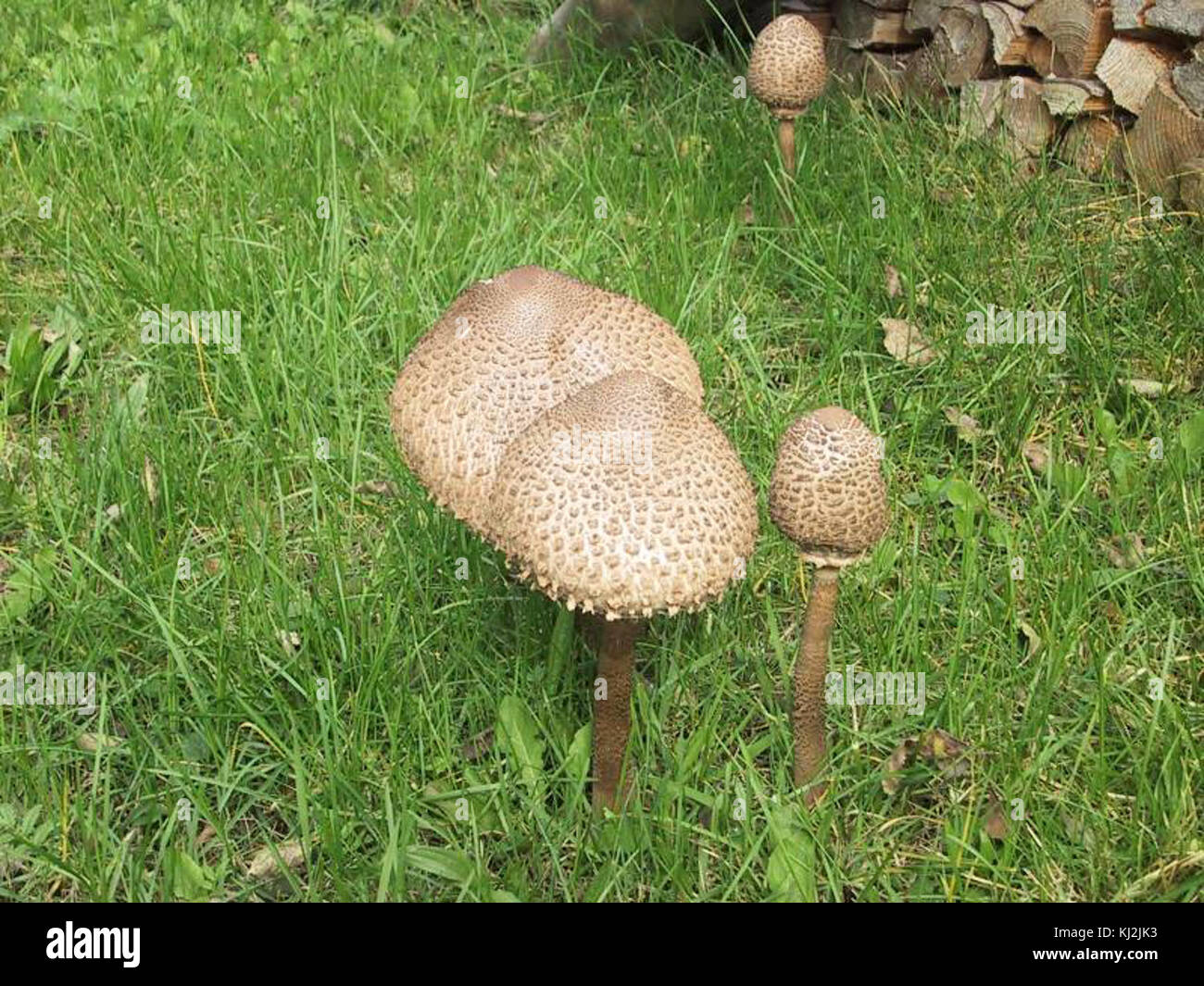 Macrolepiota procera, auch bekannt als Parasol-Pilz, ist ein großer, essbarer Pilz, der in Wäldern und Grasgebieten vorkommt. Sie hat ein markantes Aussehen mit einem hohen Stiel, einer weißen Kappe und braunen Schuppen. Stockfoto