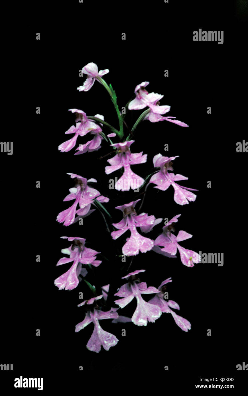 Purple orchid Blossoms professionelle Fotografie Stockfoto