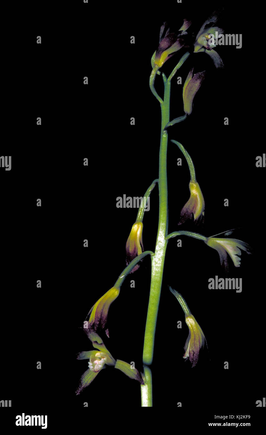 Putty aplectrum hyemale root Stammzellen mit gelb und lila Orchidee blüht Stockfoto