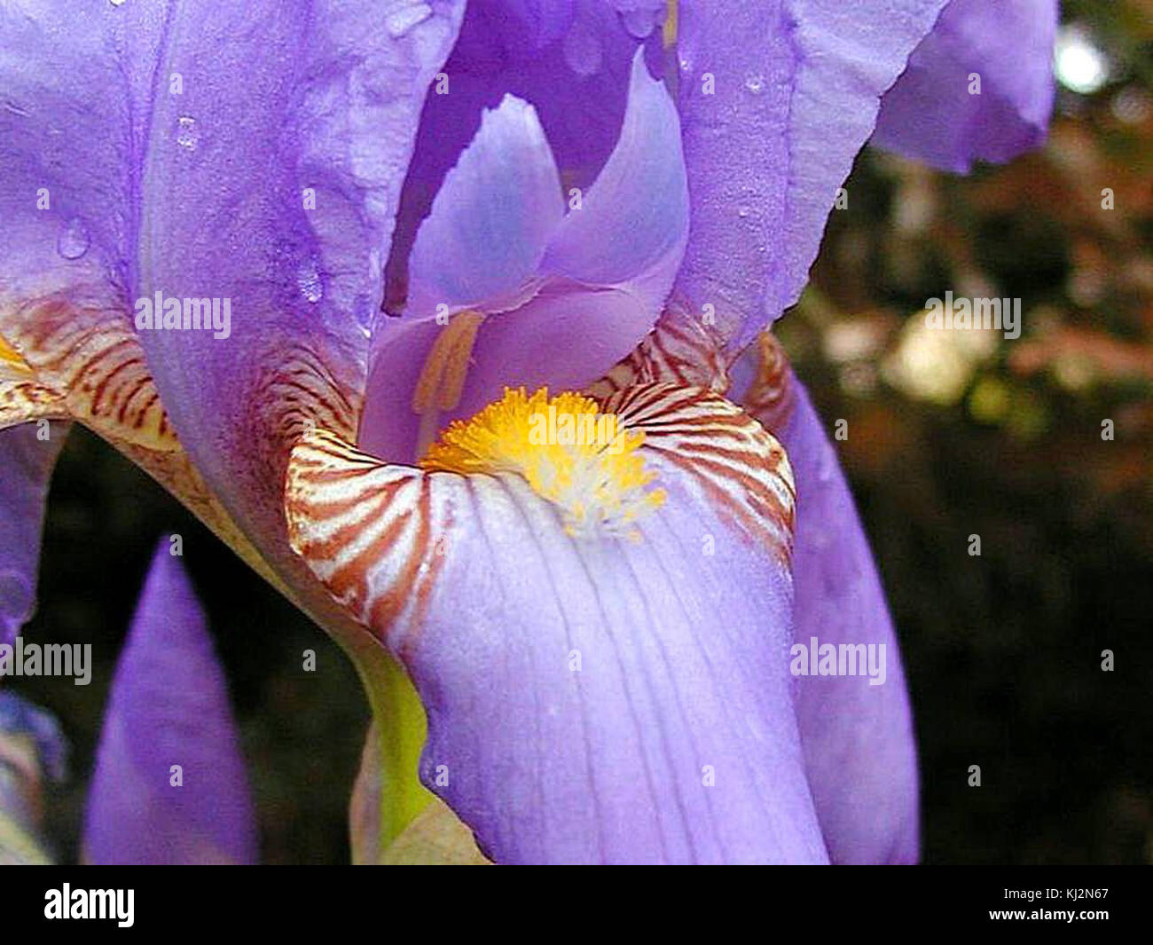 Lila Blumen Orchideen Stockfoto