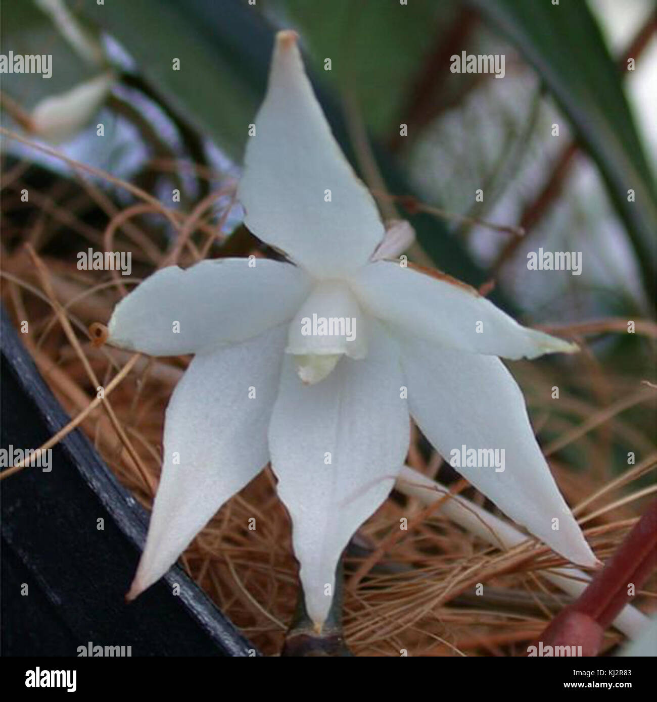 Aerangis biloba Stockfoto