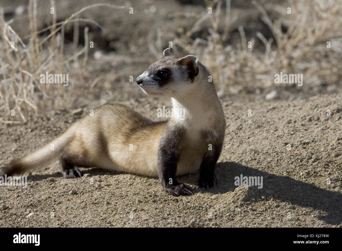 Black footed ferret Bild Stockfoto