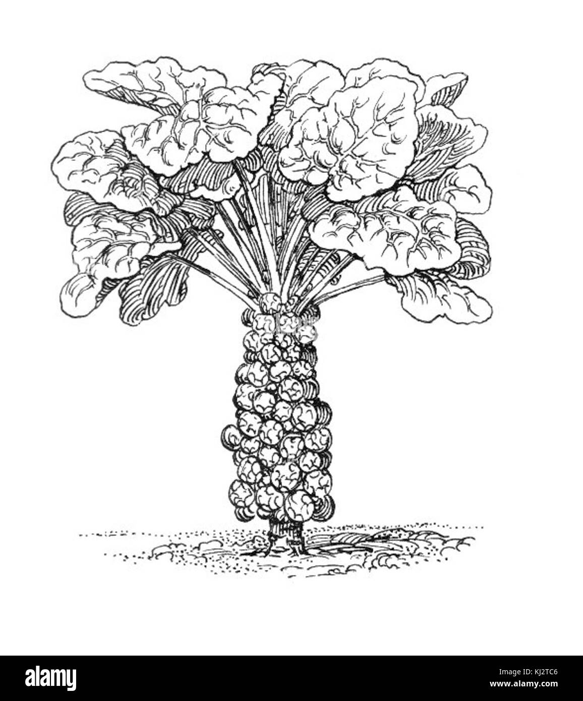 Rosenkohl (PSF) Stockfoto