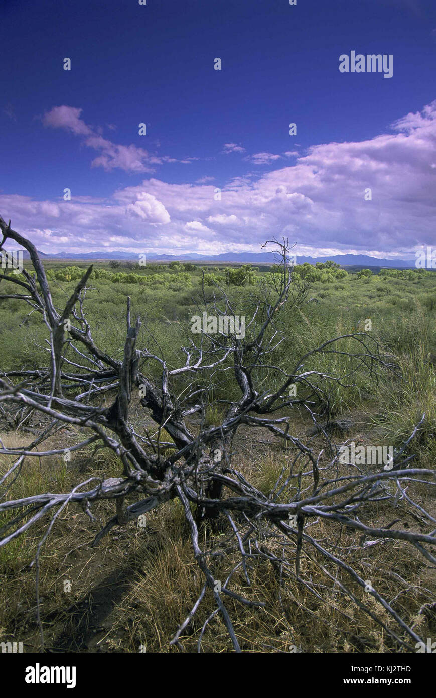 Landschaft von San Bernardino National Wildlife Refuge Stockfoto