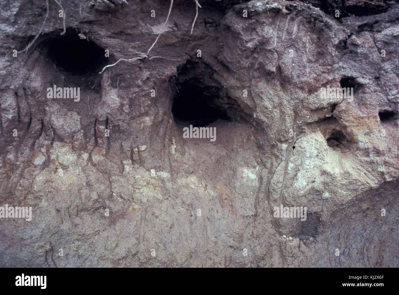 Die Markierungen der Bärenklaue an einem Flussufer weisen auf das Vorhandensein von Bären in diesem Gebiet hin. Diese Markierungen, die in der Regel auf Bäumen oder dem Boden hinterlassen werden, dienen als Zeichen für Bärenaktivität und Territorialmarkierung in freier Wildbahn. Stockfoto