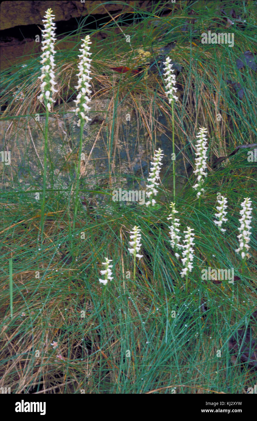 Weiße Orchideenblüten wachsen vom Boden, umgeben von langem Gras und Felsen, die die natürliche Schönheit der Pflanze in ihrer wilden Umgebung veranschaulichen. Stockfoto