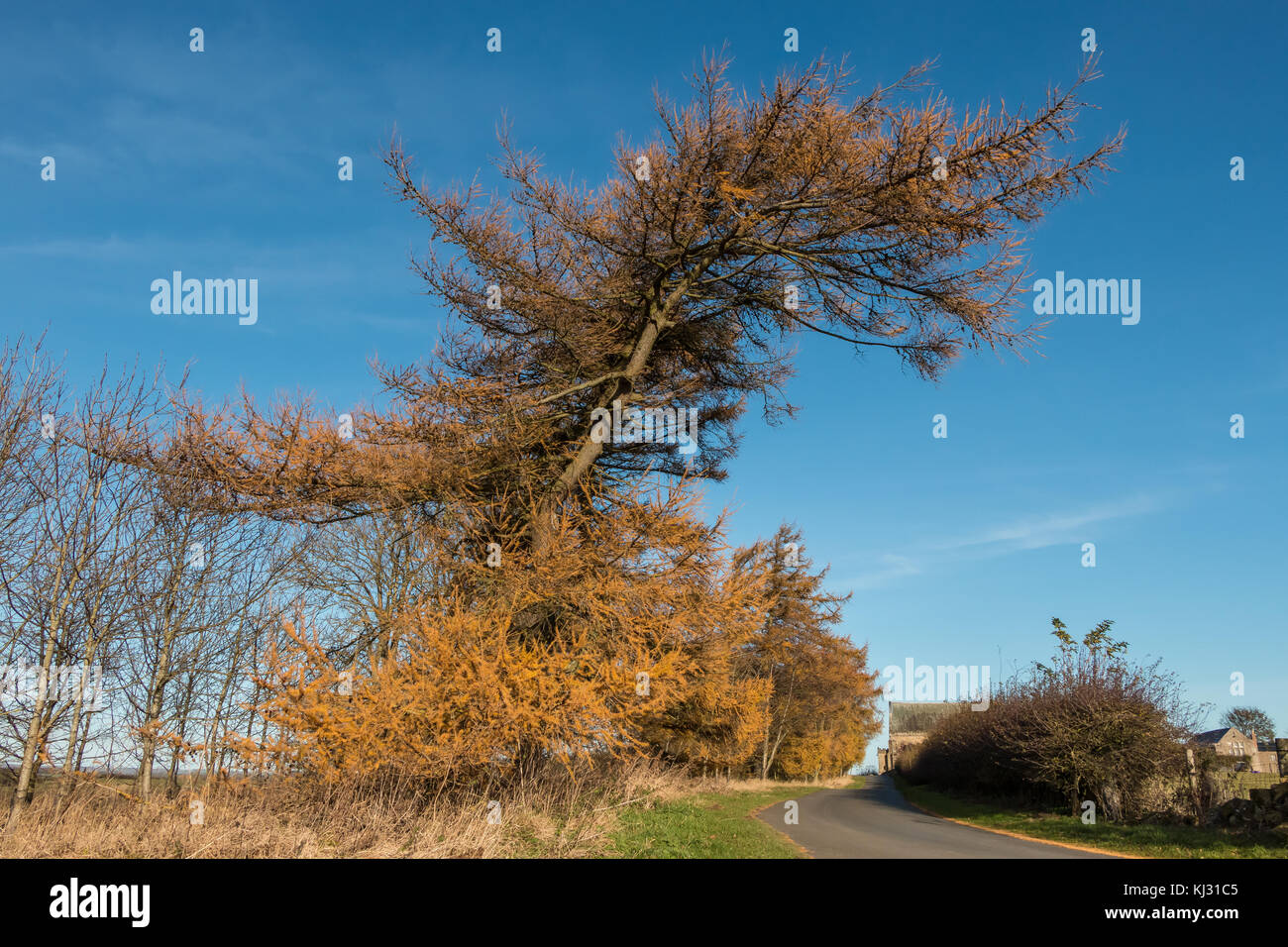 Eine Reihe von europäischen Lärchen im Herbst Gold Farbe gegen ein strahlend blauer Himmel, November 2017 mit Platz kopieren Stockfoto