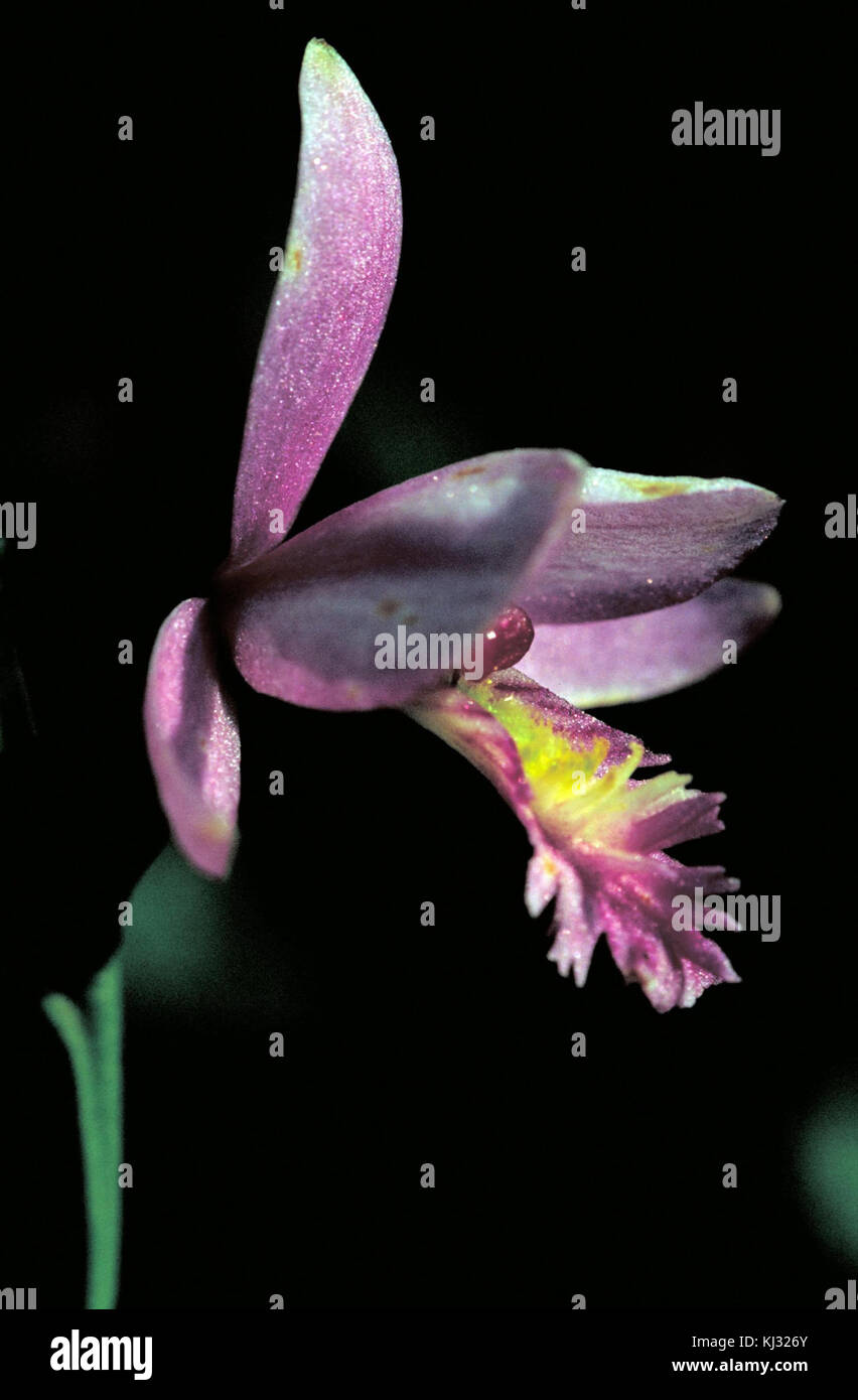 Pink Orchid blossom auch Schlange Mund genannt Stockfoto