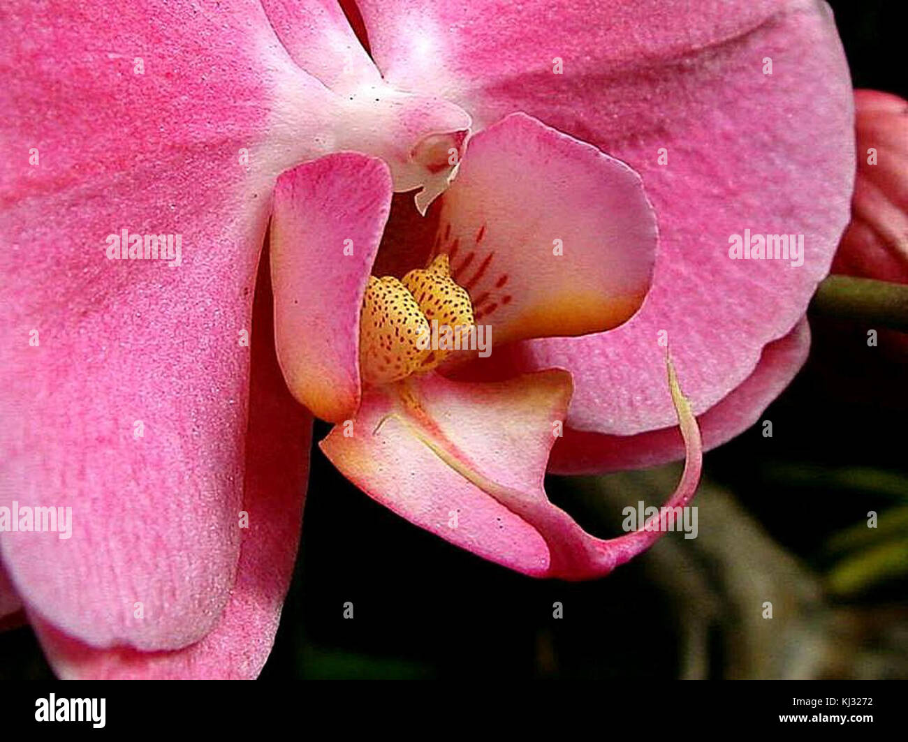 Rosa Orchideen Pflanzen Blumen Stockfoto