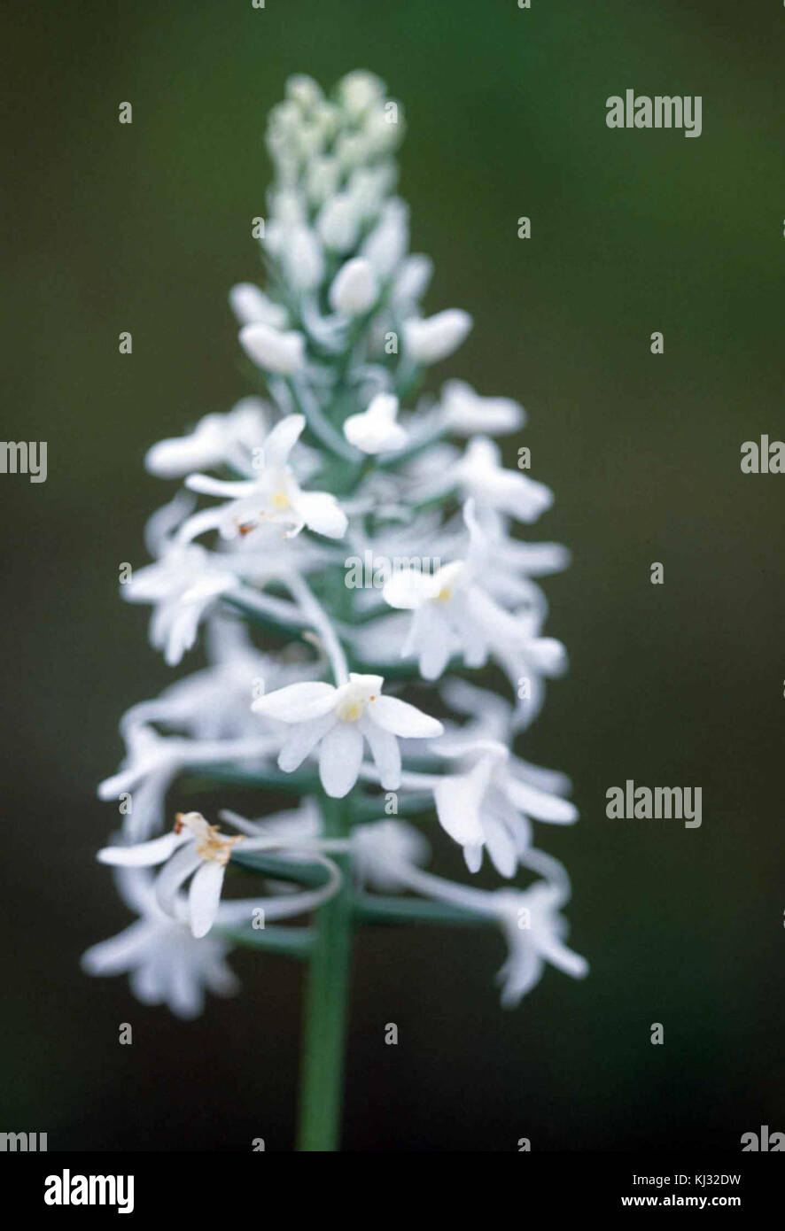 Snowy orchid Pflanze mit weißen Blüten habenaria Nivea Stockfoto