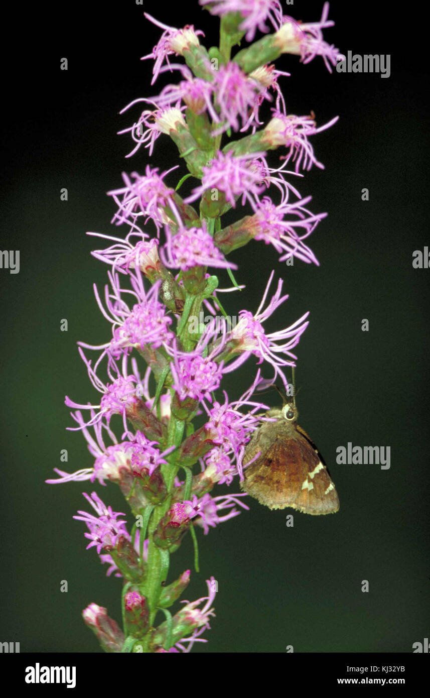 Südliche cludywing skipper Schmetterling thorybes bathyllus mit braunen Flügel mit kleinen weißen Markierungen Stockfoto