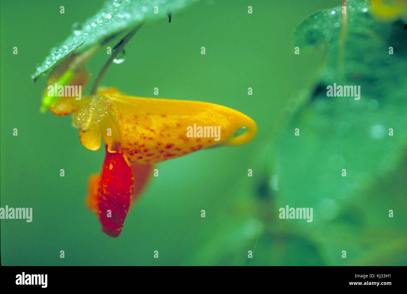 Gefleckte Springkraut (Impatiens capensis Blume Pflanze ist gelb mit roten Punkten auf Sie Stockfoto