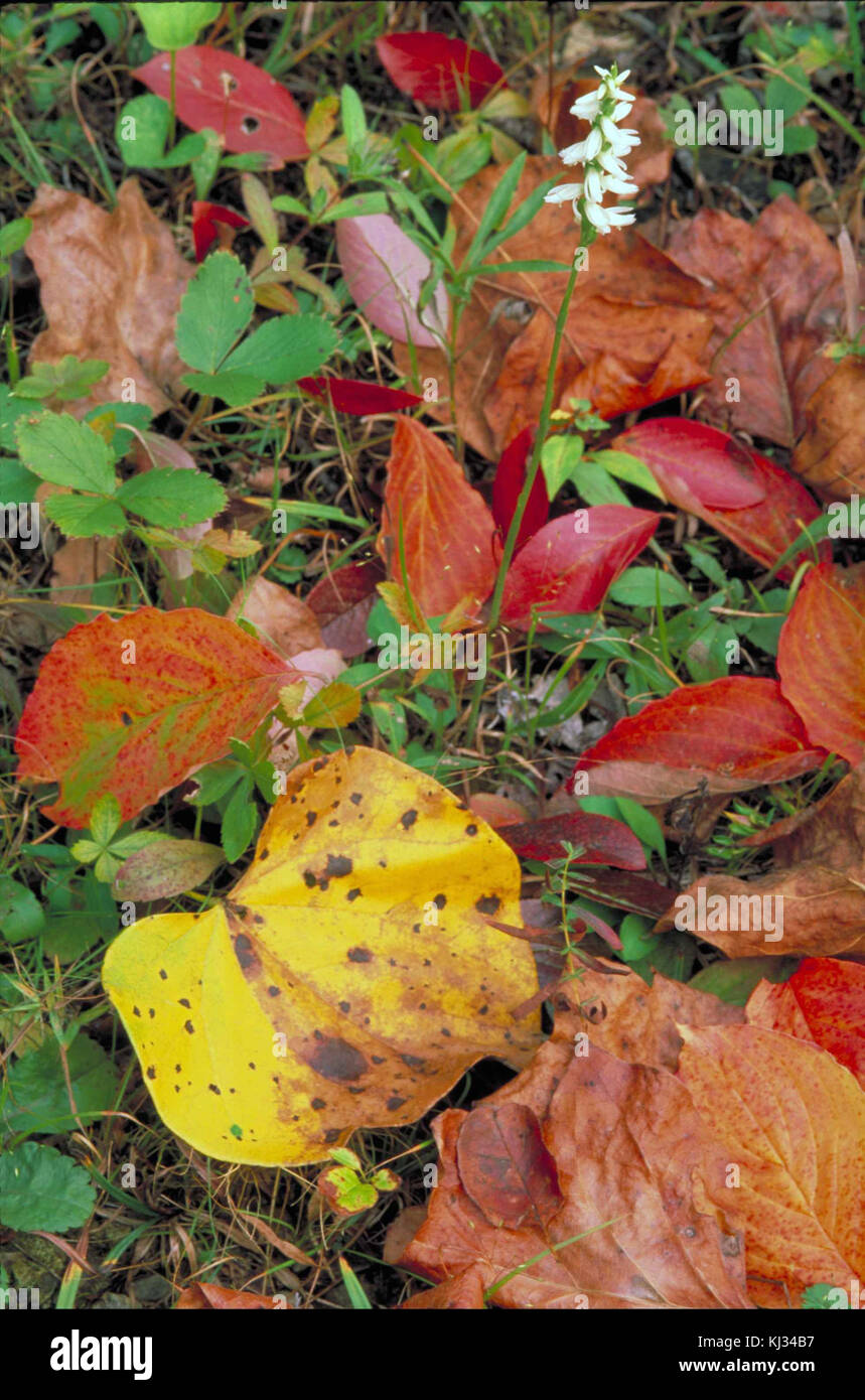 Schaft mit kleinen weißen Orchidee Blüten steigende von Herbstlaub Stockfoto