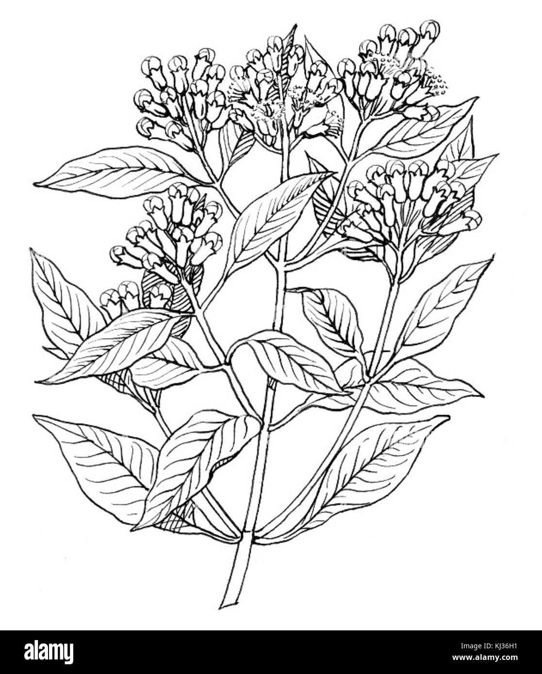 Nelke oder Nelke ist eine Baumart, die für ihre aromatischen Blütenknospen bekannt ist, die als Gewürz verwendet werden. Der Baum ist auf den Maluku-Inseln beheimatet und wird wegen seiner Knospen angebaut, die getrocknet und in der Küche und der traditionellen Medizin verwendet werden. Stockfoto