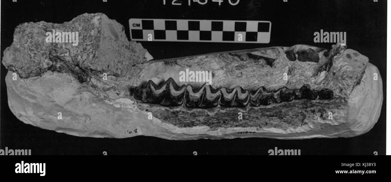 Telmatherium Stockfoto