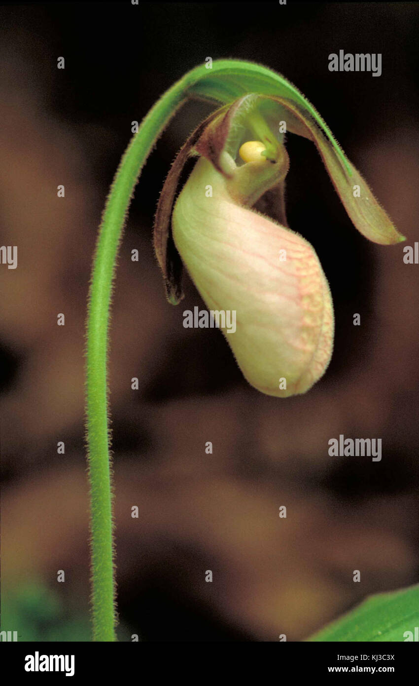 Sehr große pink und white Lady Slipper orchid flower Cypripedium acaule Stockfoto